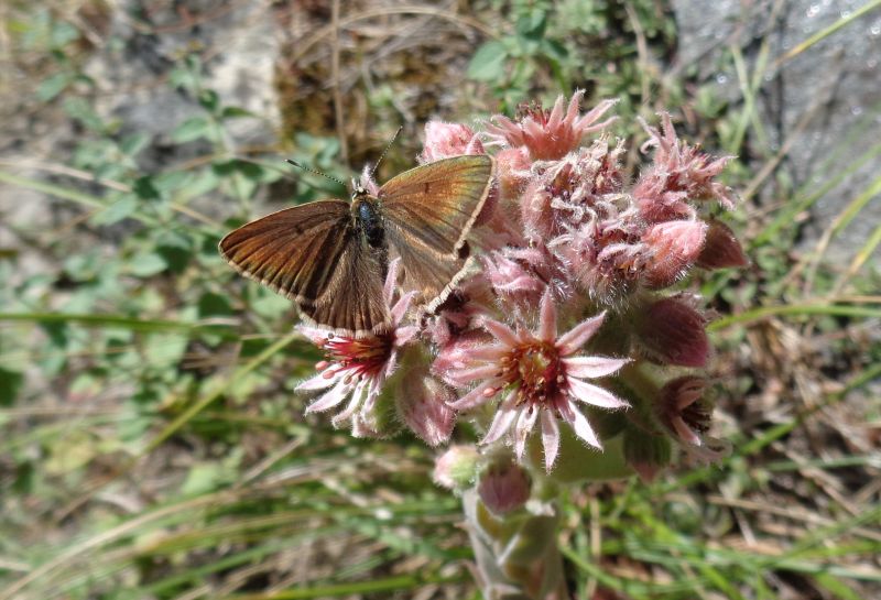 Polyommatus humedasae